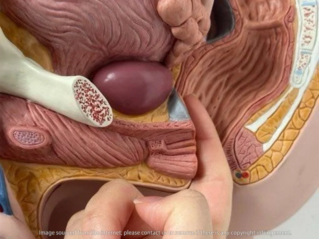 Can masturbation alleviate vaginal atrophy Guide complet de la masturbation vaginale (Débutante à Experte)