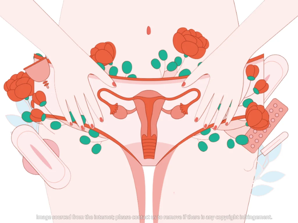 Clitoris G spot and vagina structural and sensory differences Clitoris × Point G × Vagin : La vérité sur les trois systèmes orgasmiques féminins