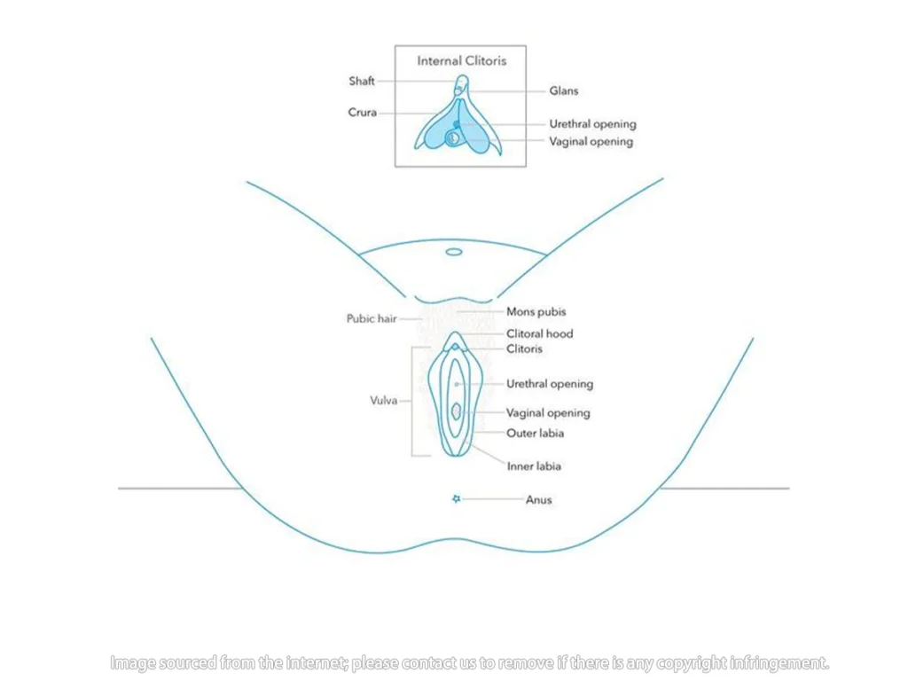Female pleasure isn’t about one spot—it’s an interconnected “three-system network.”