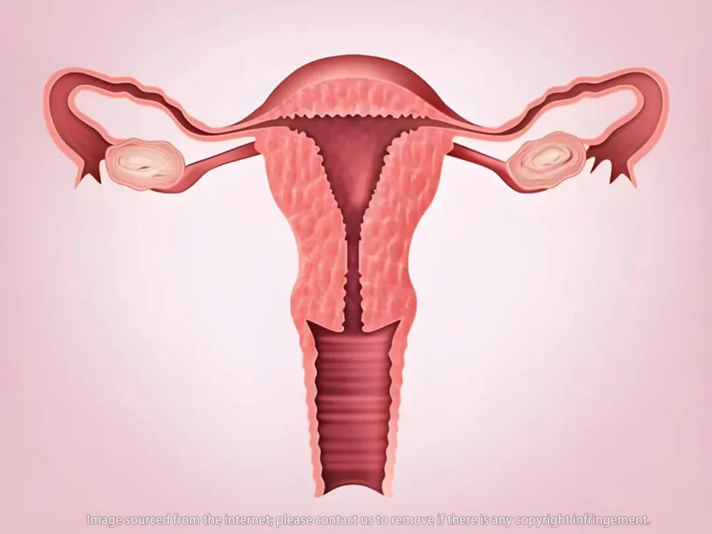 How deep is the Female vagina Everything You Need to Know About the Female Vagina