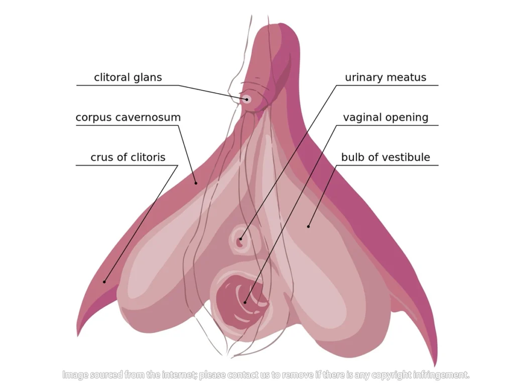 Everyone's clitoris, G-spot, and vaginal structure are different, and these can be experienced through sexual intercourse or masturbation.