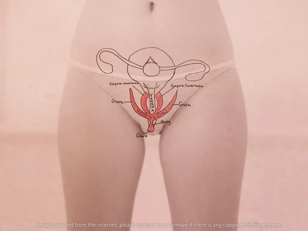 Main functions of the Female vagina Everything You Need to Know About the Female Vagina