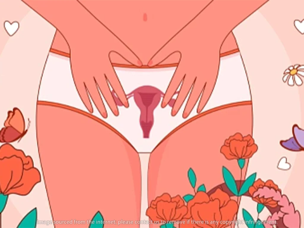 The vagina is an elastic canal made of muscle and mucous membrane, connecting the vulva to the cervix