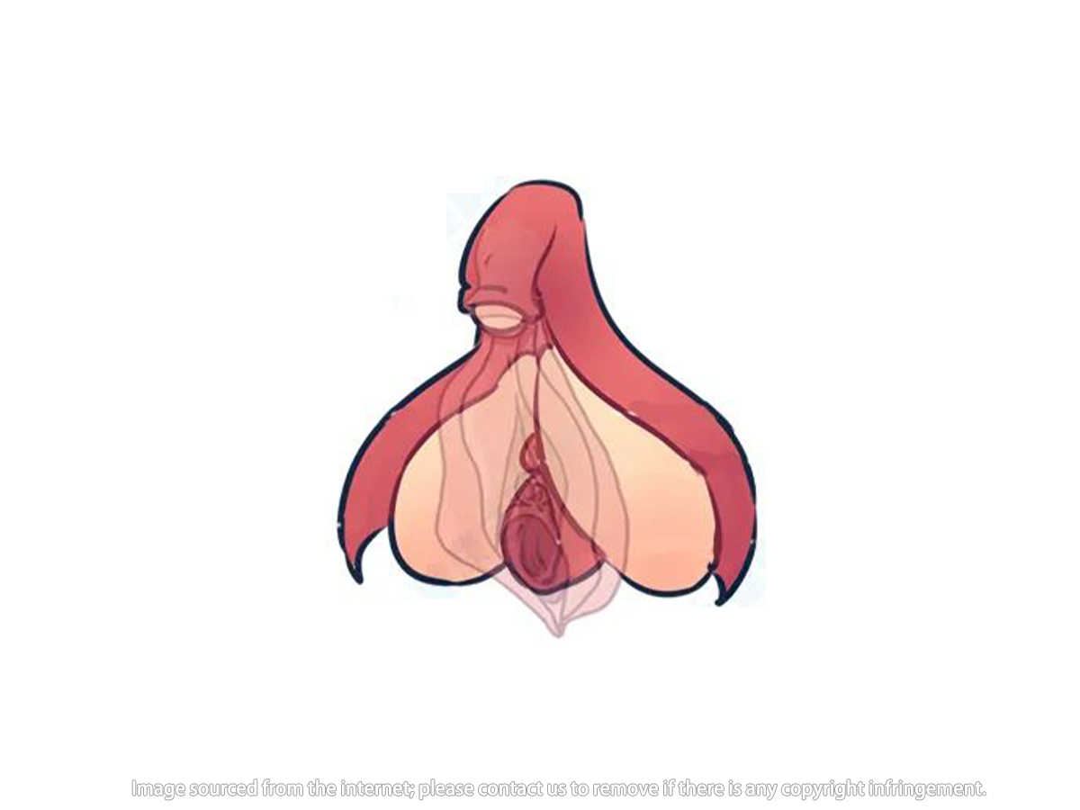 What is the clitoris The clitoris is one of the organs in the female vulva.