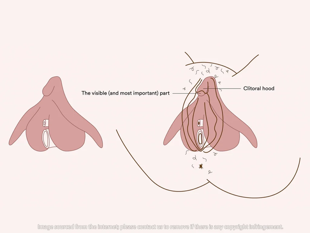 What is the function of the clitoral hood Comment localiser le clitoris ? Comment les femmes peuvent-elles mieux comprendre leur corps ?