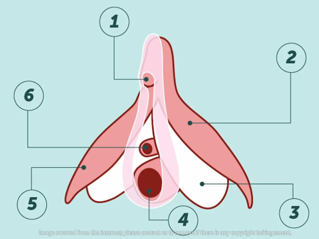 How important is clitoral stimulation for ejaculation Psychological and Physiological Factors Behind Female Ejaculation During Sex